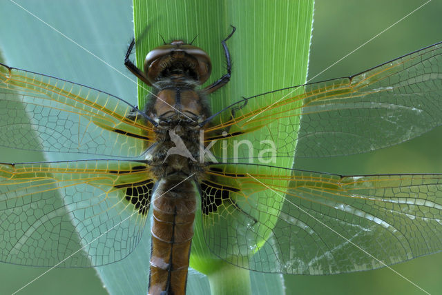 Bruine korenbout (Libellula fulva)