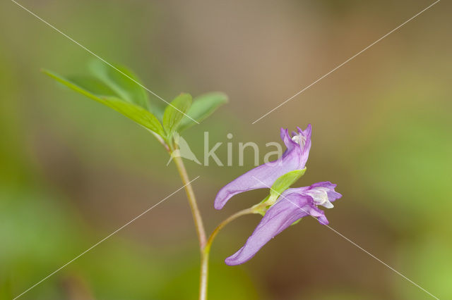 Corydalis intermedia