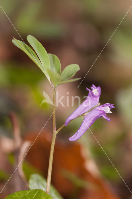 Corydalis intermedia