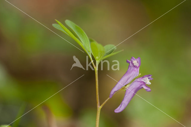 Corydalis intermedia