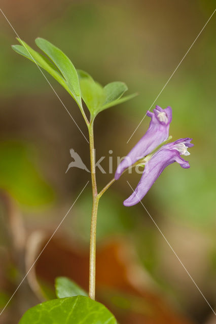 Corydalis intermedia