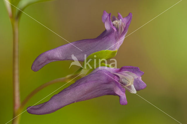 Corydalis intermedia