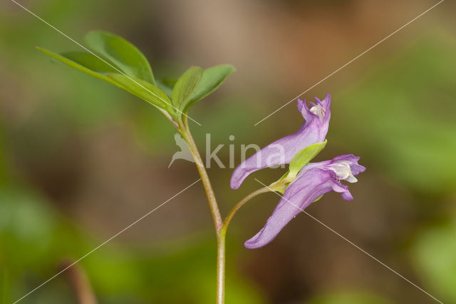 Corydalis intermedia