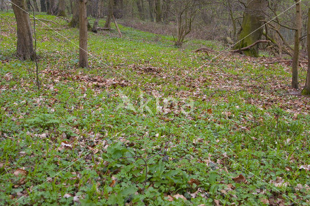 Corydalis intermedia