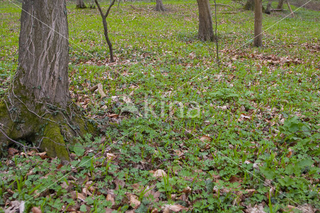 Corydalis intermedia