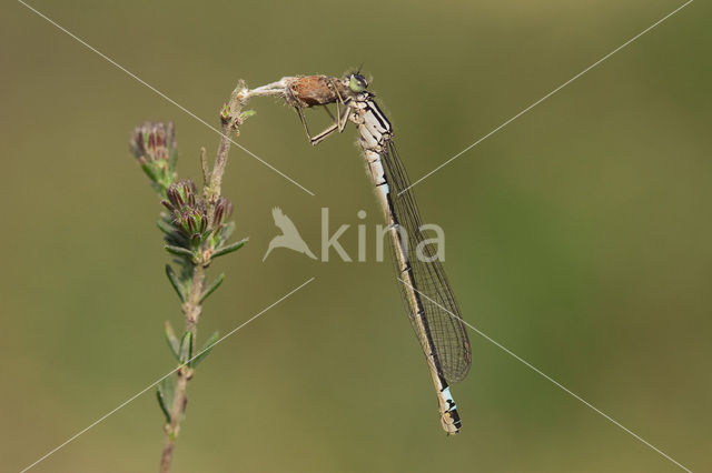 Donkere waterjuffer (Coenagrion armatum)