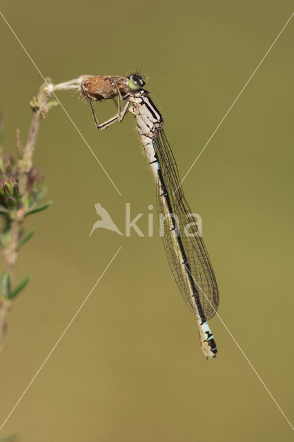 Donkere waterjuffer (Coenagrion armatum)