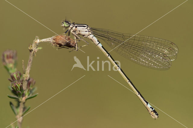 Donkere waterjuffer (Coenagrion armatum)