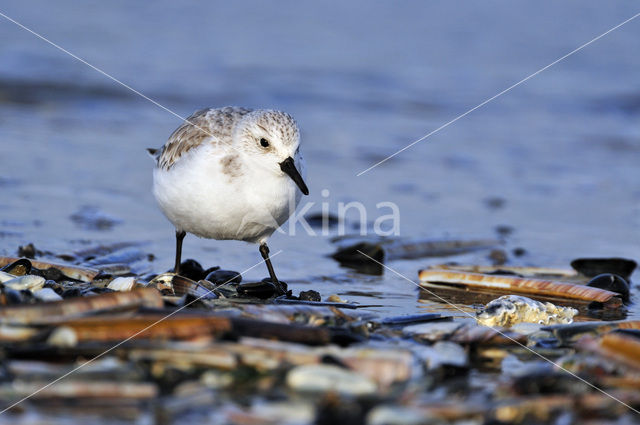 Drieteenstrandloper (Calidris alba)