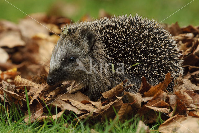 Egel (Erinaceus europaeus)