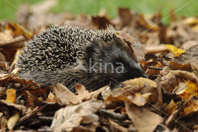 Egel (Erinaceus europaeus)