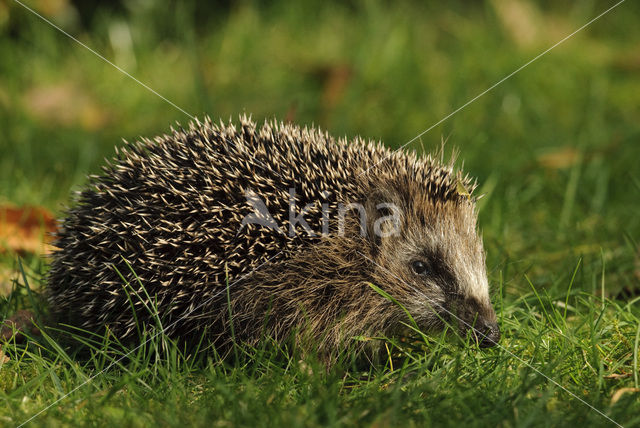 Egel (Erinaceus europaeus)