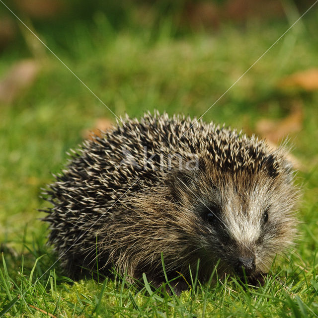 Egel (Erinaceus europaeus)