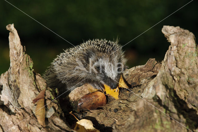 Egel (Erinaceus europaeus)