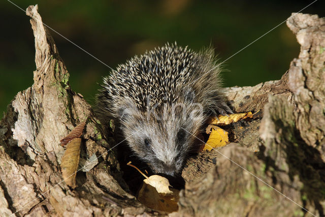 Egel (Erinaceus europaeus)