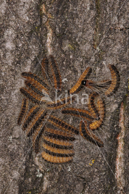 Oak processionary  moth (Thaumetopoea processionea)