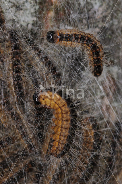 Eikenprocessierups (Thaumetopoea processionea)