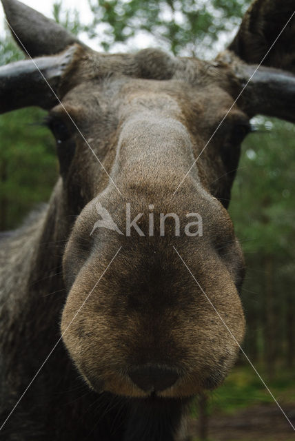 Eland (Alces alces)