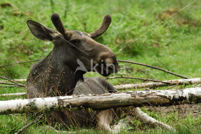 Eland (Alces alces)