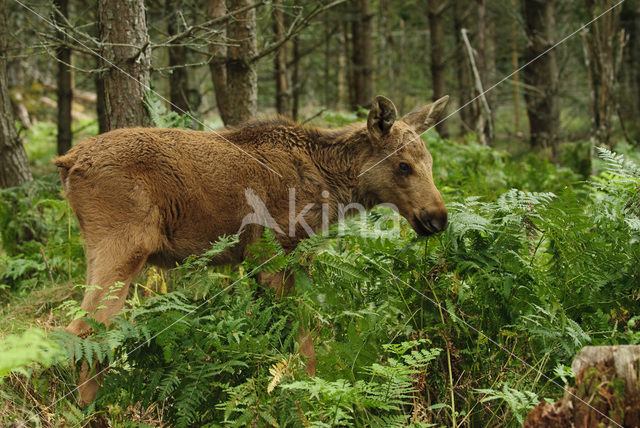 Eland (Alces alces)