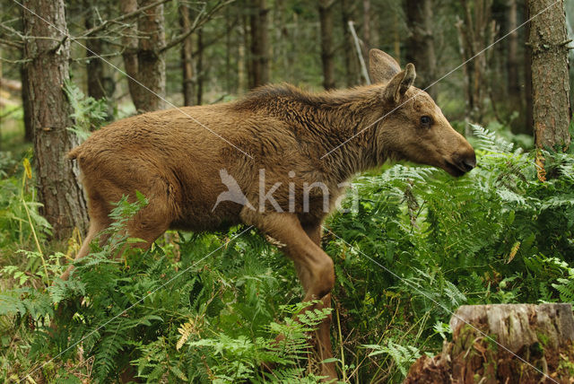 Eland (Alces alces)