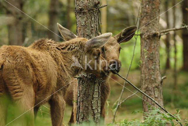 Eland (Alces alces)