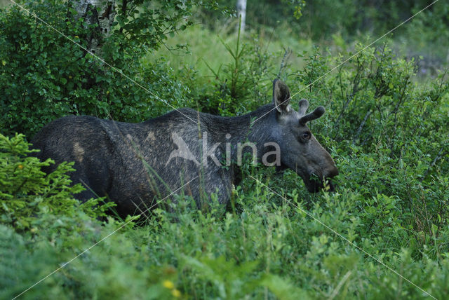 Elk (Alces alces)