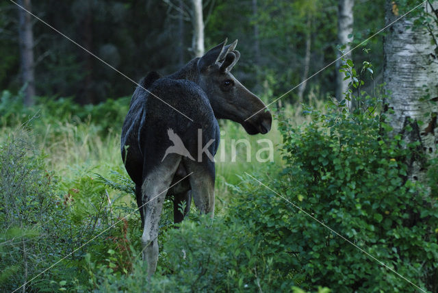 Elk (Alces alces)