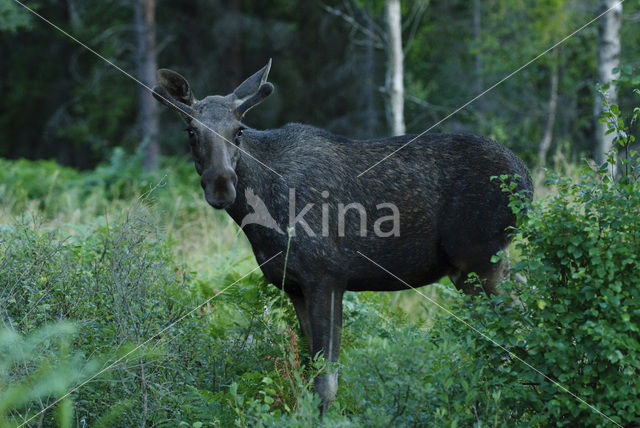 Eland (Alces alces)