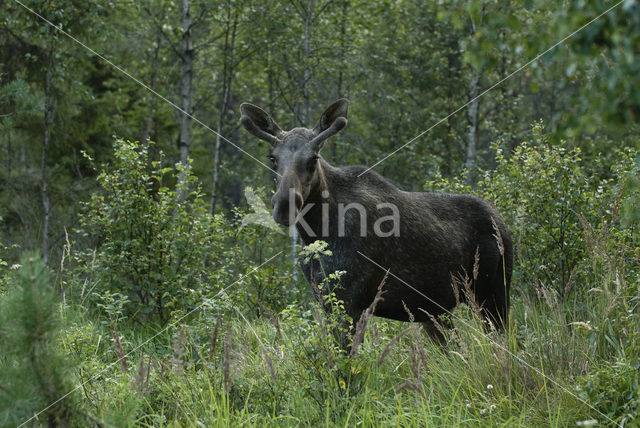 Elk (Alces alces)