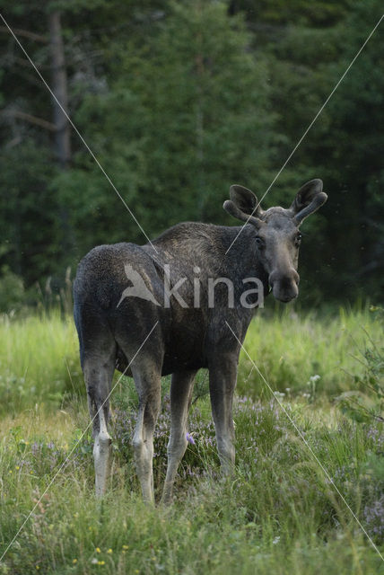 Eland (Alces alces)