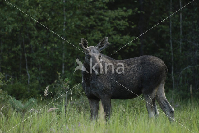 Eland (Alces alces)