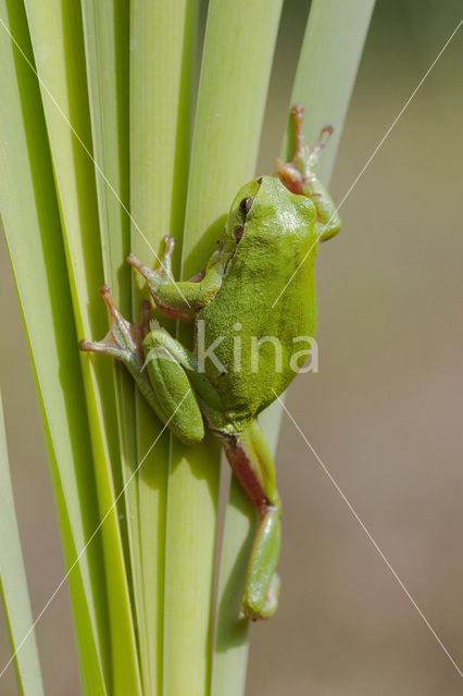 Europese boomkikker (Hyla arborea)