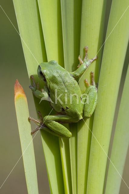 Europese boomkikker (Hyla arborea)