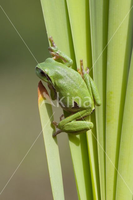 Europese boomkikker (Hyla arborea)