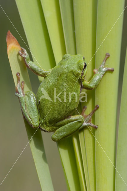 European Tree Frog (Hyla arborea)