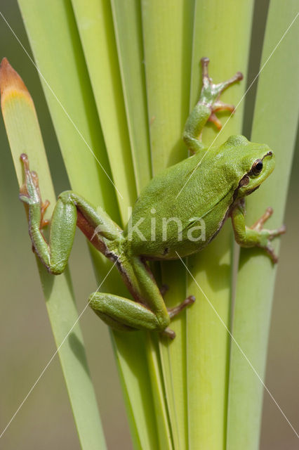 Europese boomkikker (Hyla arborea)