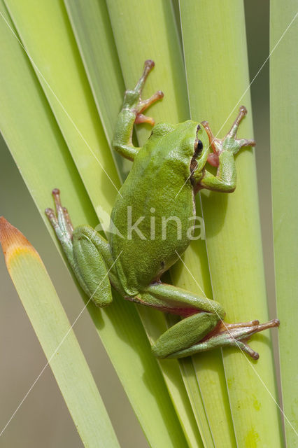 Europese boomkikker (Hyla arborea)