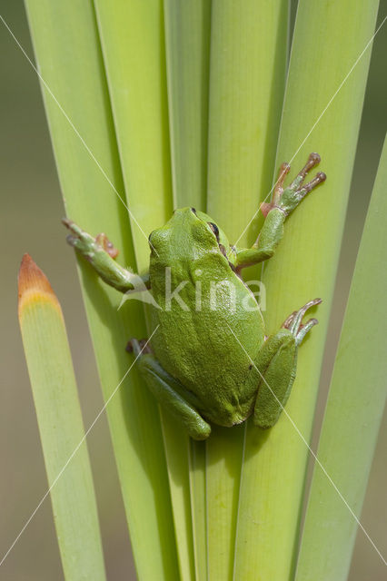 Europese boomkikker (Hyla arborea)