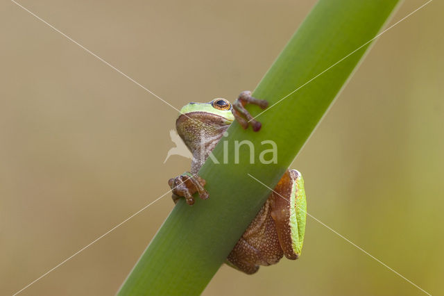 Europese boomkikker (Hyla arborea)