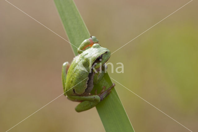 Europese boomkikker (Hyla arborea)