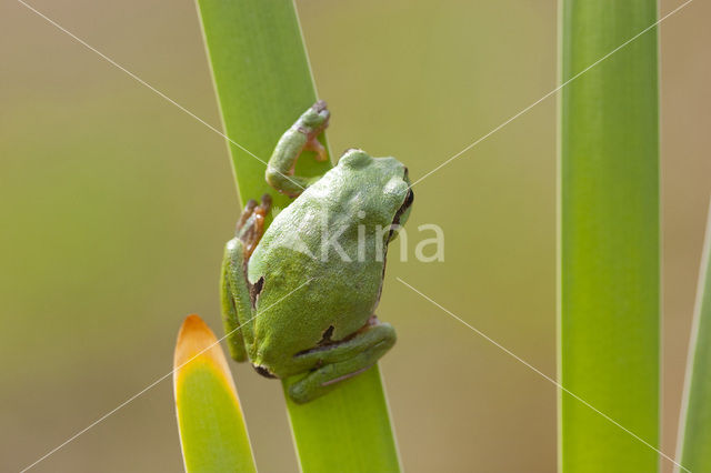 Europese boomkikker (Hyla arborea)