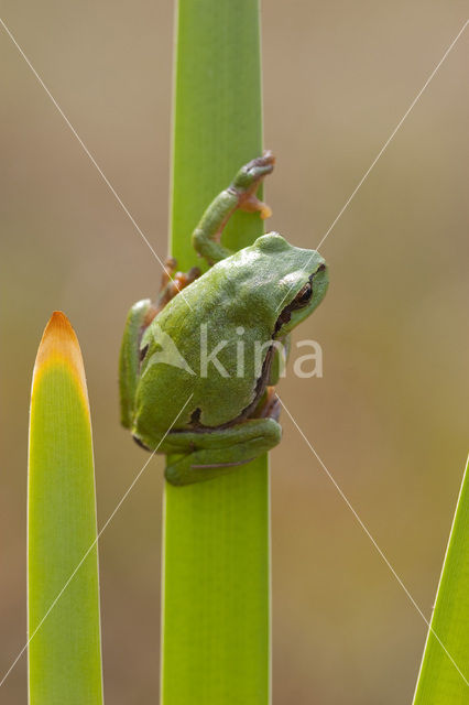 Europese boomkikker (Hyla arborea)