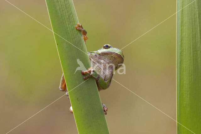 Europese boomkikker (Hyla arborea)