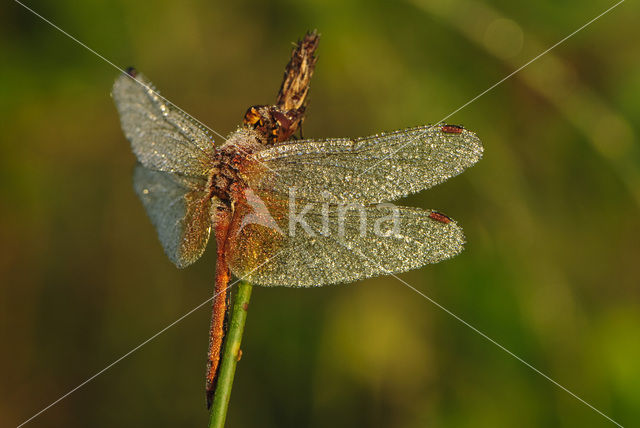 Geelvlekheidelibel (Sympetrum flaveolum)