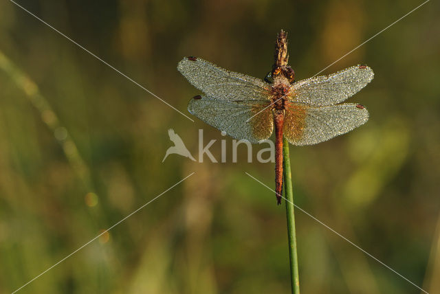 Geelvlekheidelibel (Sympetrum flaveolum)