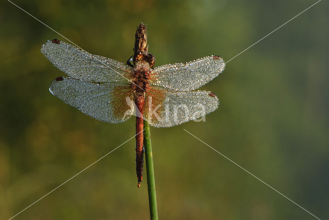 Geelvlekheidelibel (Sympetrum flaveolum)