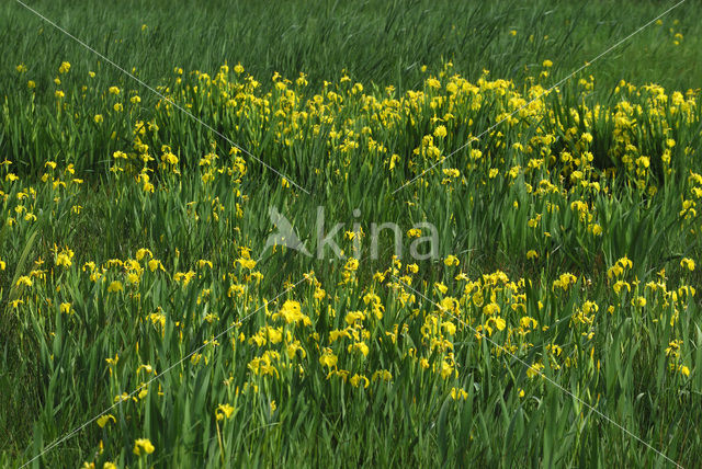 Gele lis (Iris pseudacorus)