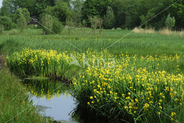 Gele lis (Iris pseudacorus)