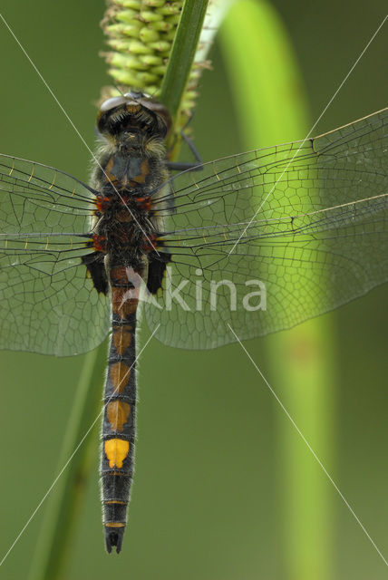 Gevlekte witsnuitlibel (Leucorrhinia pectoralis)